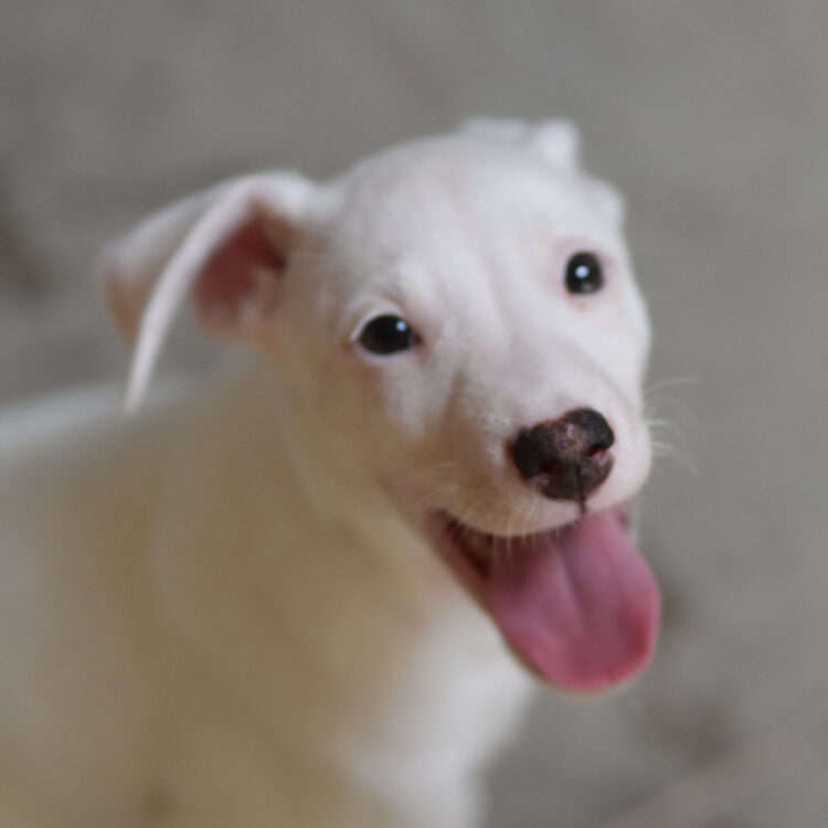 ZUKO