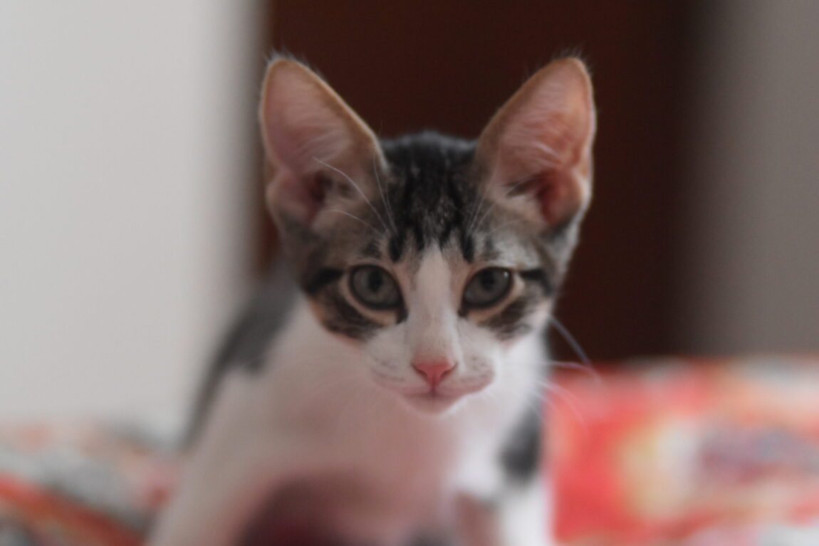DSC_2066-scaled.jpg