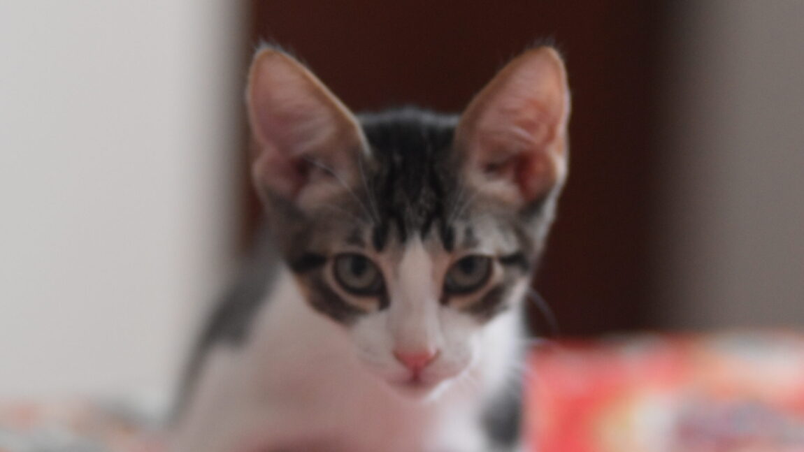 Elmer