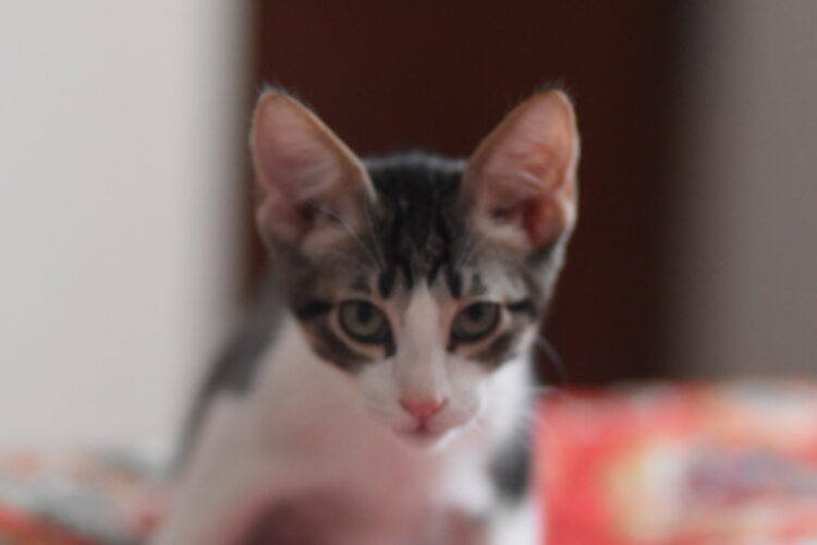 Elmer