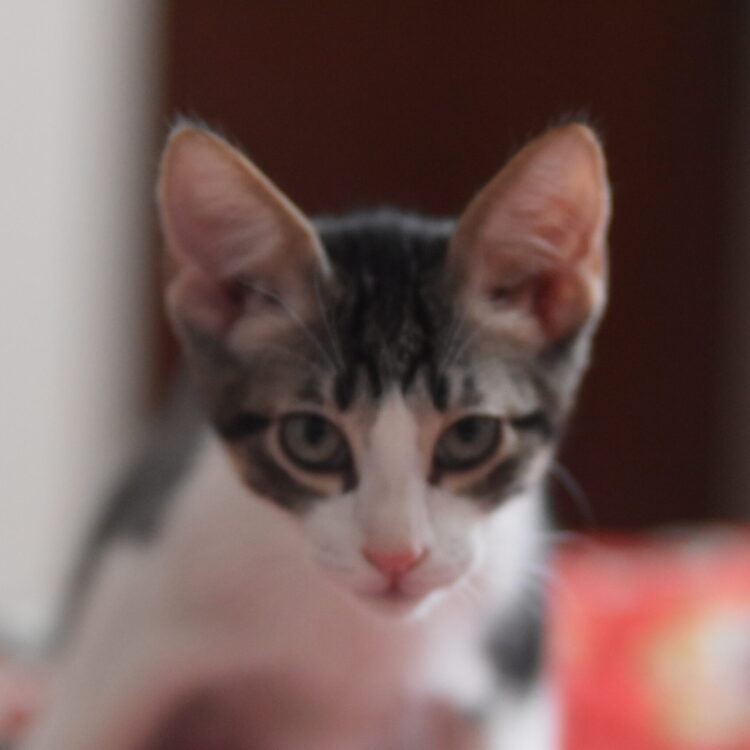 Elmer