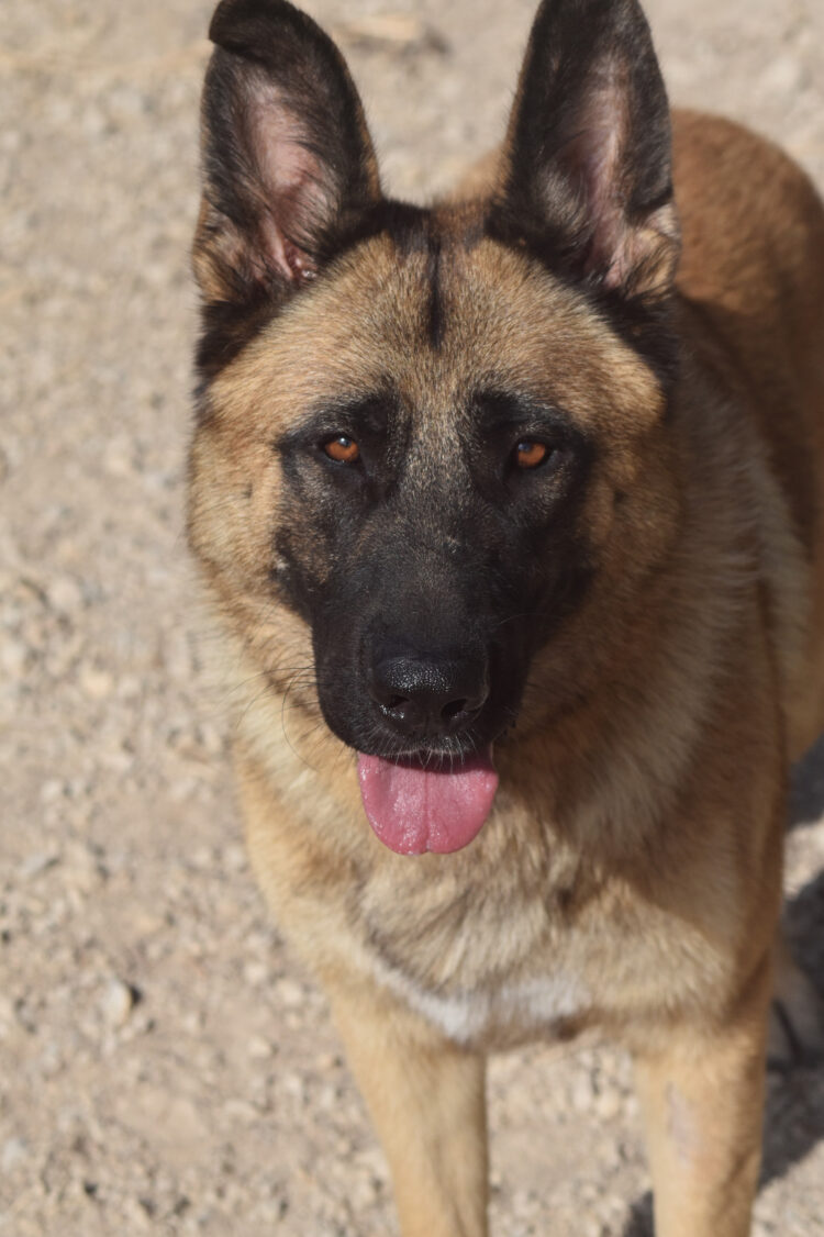 AMBAR
