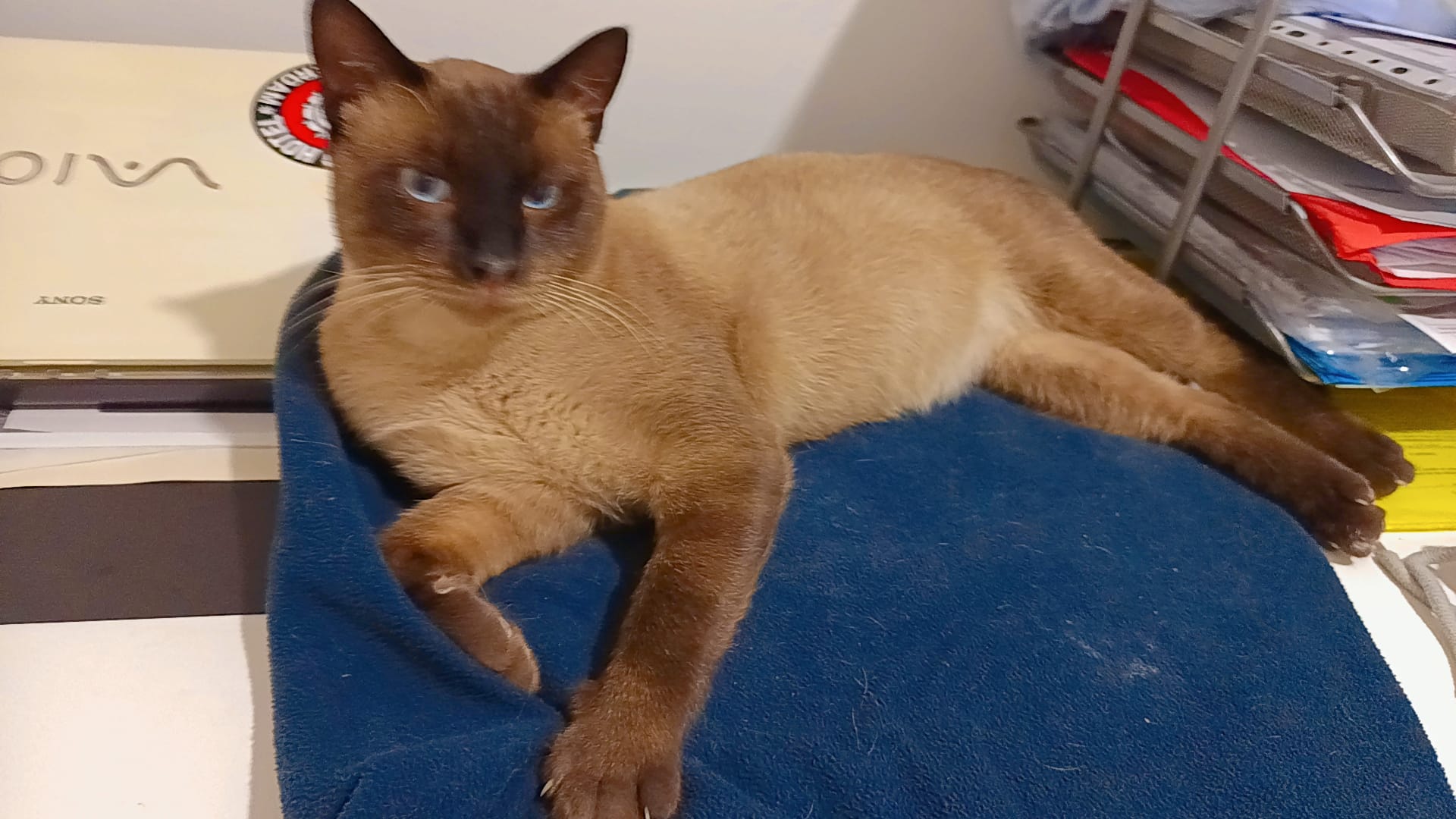 WhatsApp Image 2025-10-16 at 22.37.31 (2)