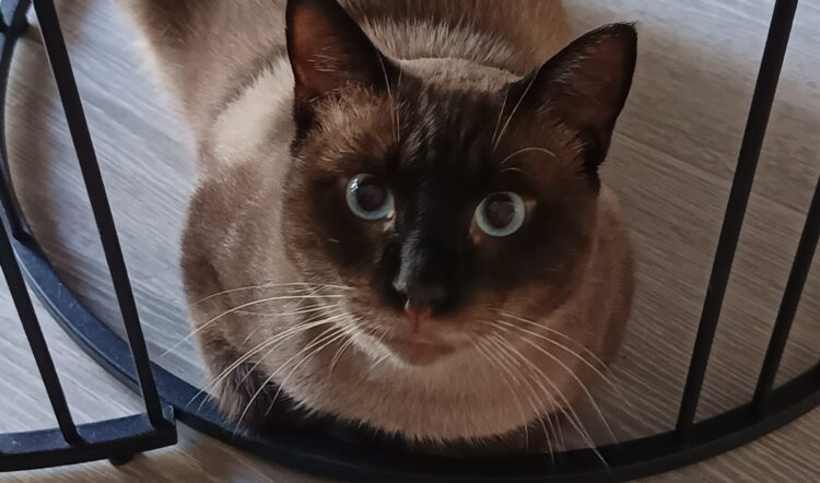Nigiri