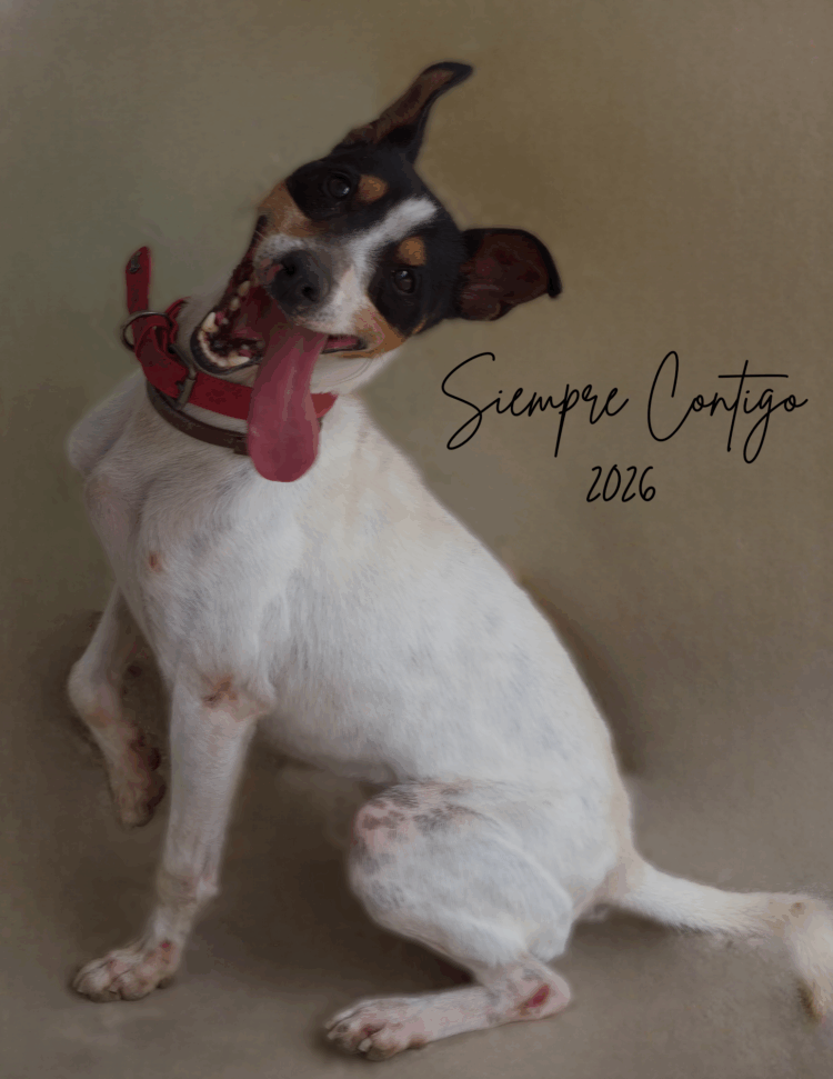 CALENDARIOS SOLIDARIOS 2026