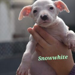 SNOWWHITE