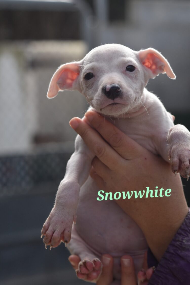 SNOWWHITE