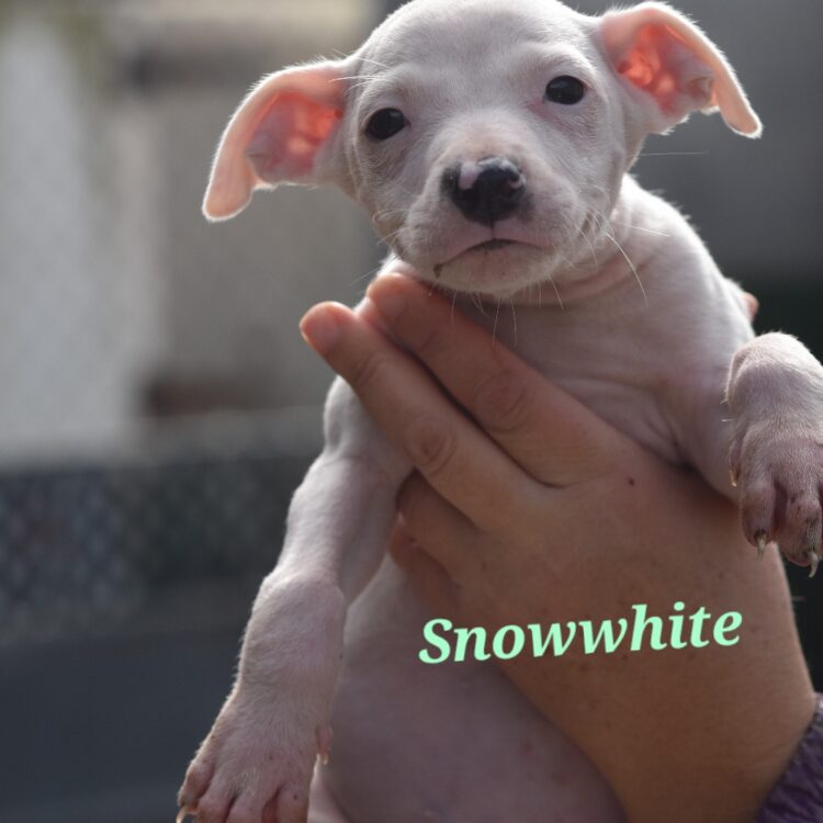 SNOWWHITE