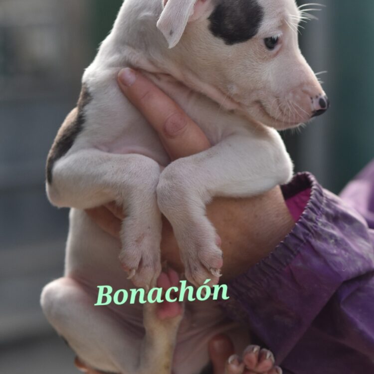 BONACHÓN