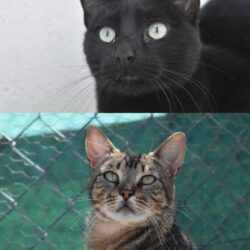 Figaro y Morgan