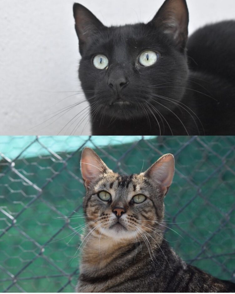 Figaro y Morgan
