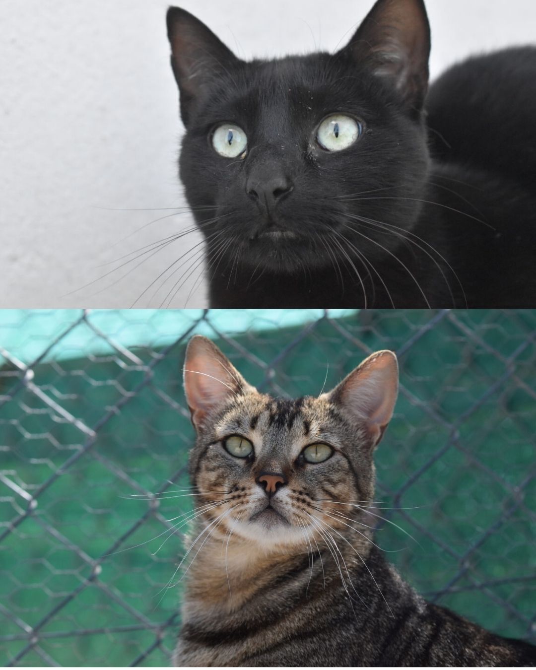 Figaro y Morgan