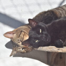 Figaro y Morgan