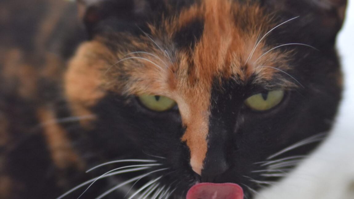 Nala