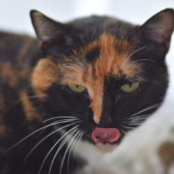 Nala