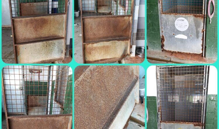 CAMBIO DE PUERTAS JAULAS ZONA CUARENTENA