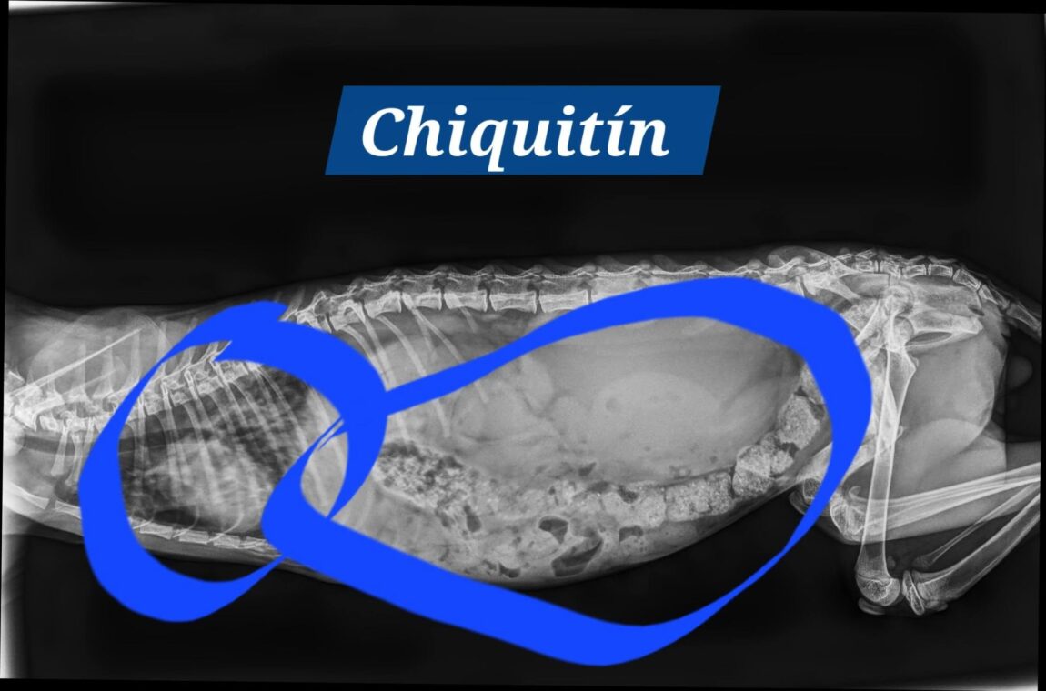 CHIQUITIN-rx.jpg