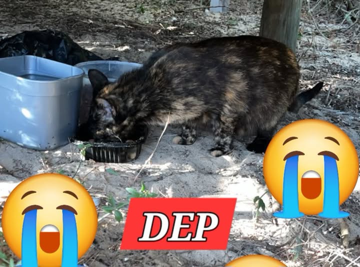 ABONDONO EN COLONIAS…CRUELDAD