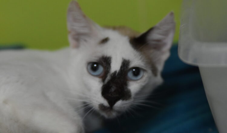 Bram