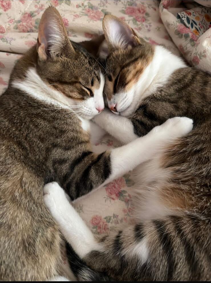 ALOIA Y ANDURIÑA.. ADOPCIONES MARAVILLOSAS