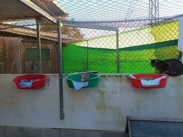VOLUNTARIADO3