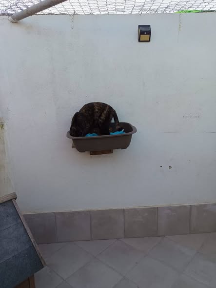 VOLUNTARIADO4