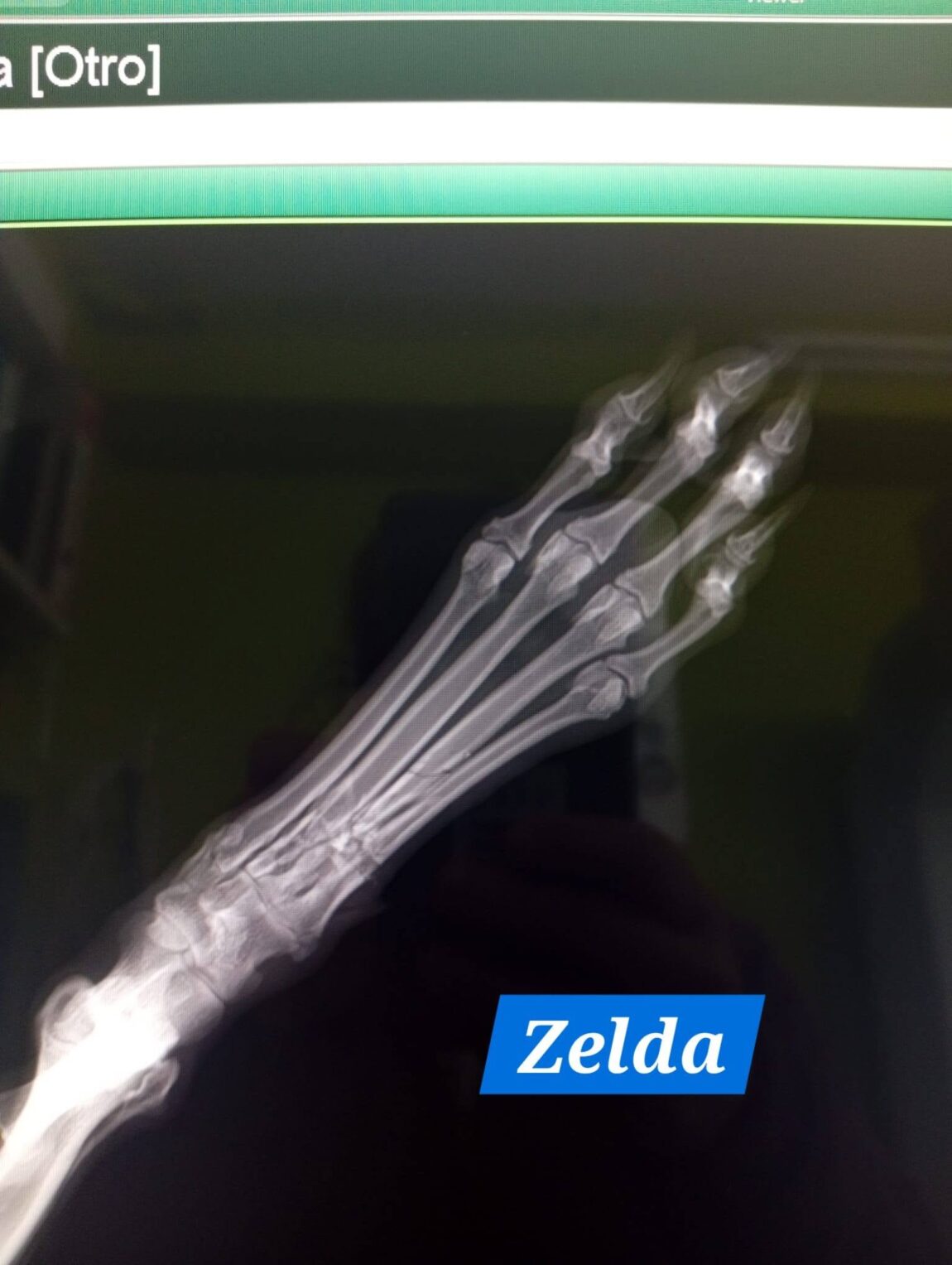 ZELDA-rx.jpg