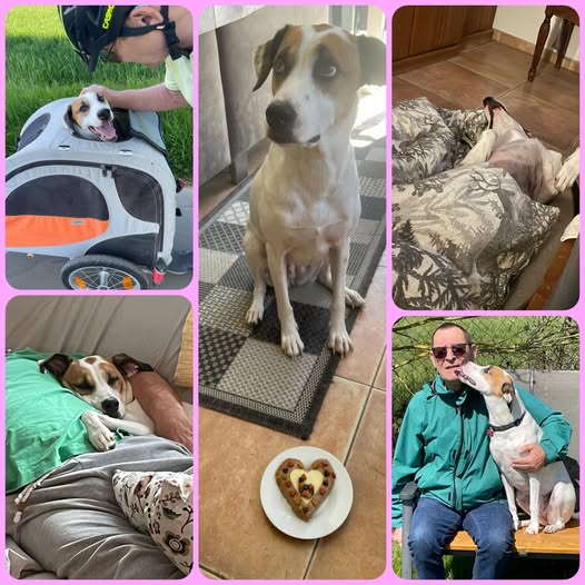 ADOPCIONES MARAVILLOSAS