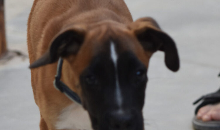 PLUTO
