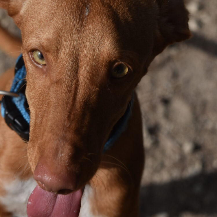 KIKO
