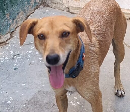 MEMBRILLO