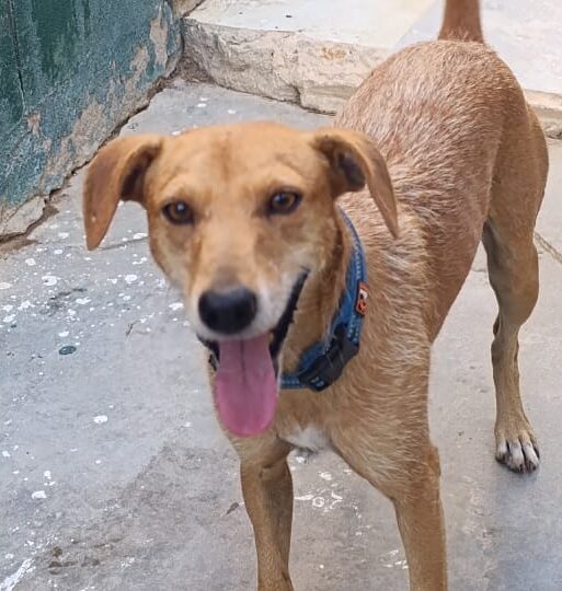 MEMBRILLO