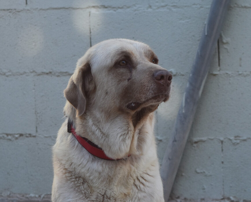 TUNDRA