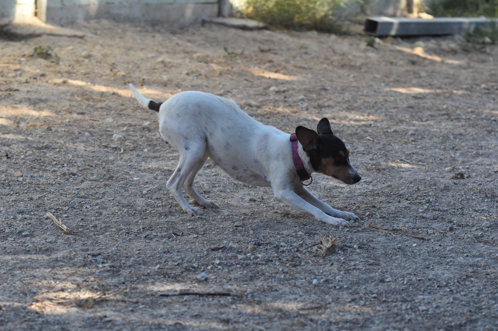IMG-20261019-WA0060